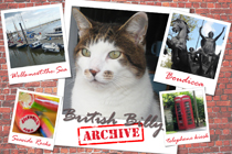 British Billy the cat graphic British Billy the cat graphic